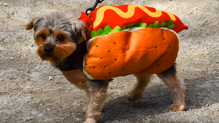 Illustration for article titled The Best Costumes From The Tompkins Square Dog Parade